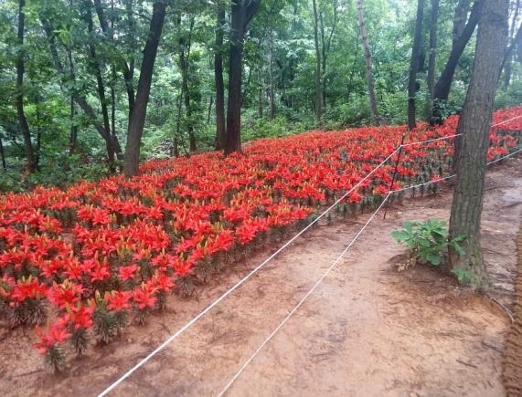 청량산으로 꽃 구경 오세요 !!의 1번째 이미지