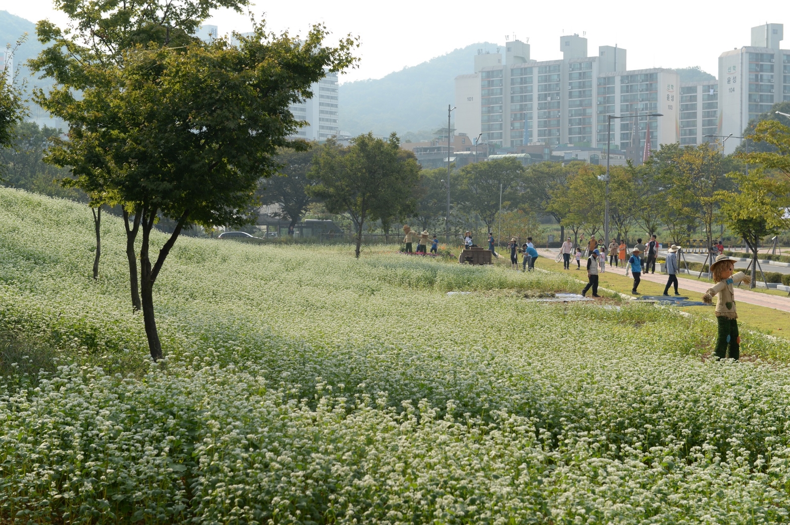 25일 선학체육관 계절군락지 일원 메밀 체험행사의 1번째 이미지