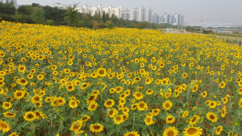 달빛공원 활짝 핀 해바라기 보러오세요의 1번째 이미지